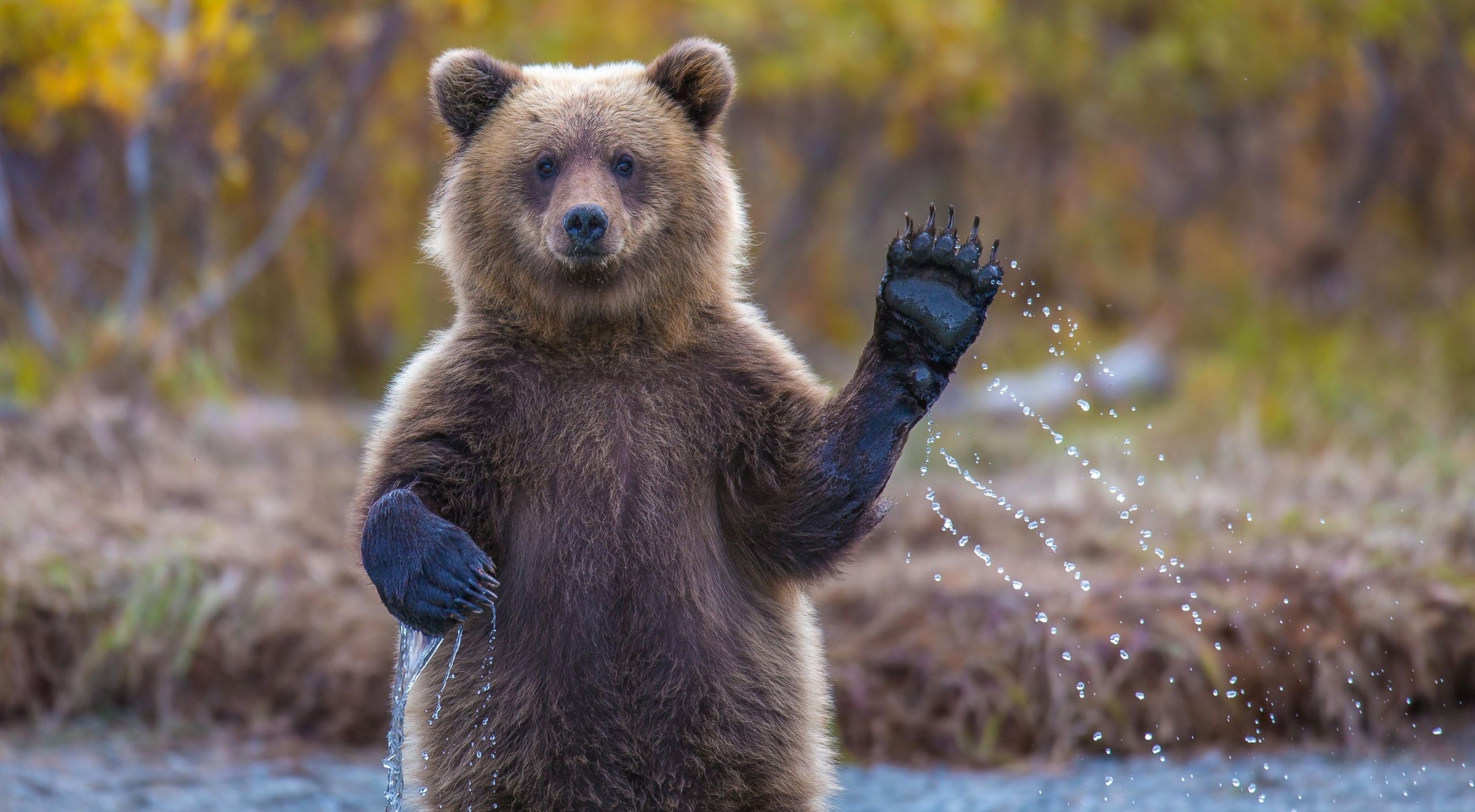 Bitcoin Bears Eye $70K, Ether Drops 10% as Trump Tariffs Start Global Menace