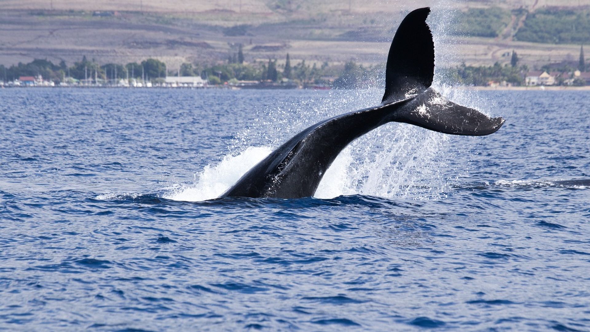 Crypto’s Most Watched Whale Gets Fully Liquidated After Placing Billions in Risky Bets